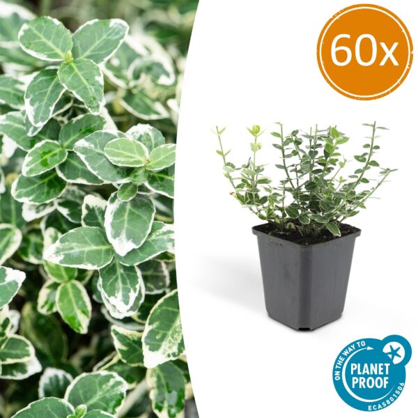 Euonymus fortunei 'Emerald 'n Gaity' | 60 Stücke
