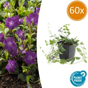ae1e1ee515a946ecadbf6b7ad67820c0bc871aa9ab8540e2834e78e7f37d0601.jpg Vinca minor 'Atropurpurea' | 60 Stücke