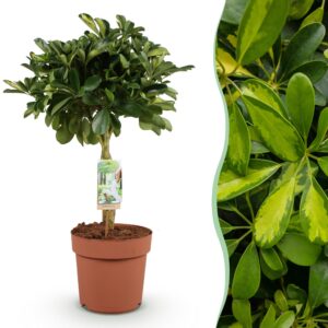 b0bdc5c37dd64ae3b77ada5f88858e43aade5fcbface44159856b81090299b95.jpg Schefflera Gold Capelle - Fingerbaum - Pflegeleicht - Grün