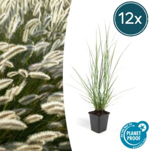 b5346b592f034dad8285fb70944f949a9504d33d6b6e45bf9921d9c4a781ddf4.jpg Pennisetum alopecuroides 'Hameln' | 12 Stücke