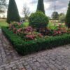 Euonymus japonicus 'Green Spire' | 12 Stücke
