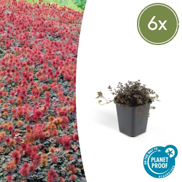 Acaena microphylla 'Kupferteppich' | 6 Stücke