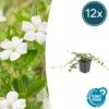 Vinca minor 'Alba' | 12 Stücke