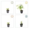 Ceratostigma plumbaginoides | 6 Stücke