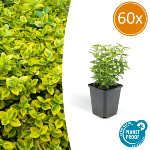bcc6c290444d4dd9a2a3edc22ca04ad36dd9af827b934e41a8eec770c6802975.jpg Euonymus fortunei 'Emerald 'n Gold’ | 60 Stücke