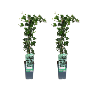 Hedera helix | 2 Stk.