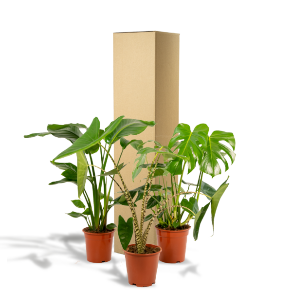 Monstera Deliciosa & Alocasia Zebrina & Strelitzia Nicolai