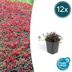 be8292f0d7924182b6a4587028dd5889a30f7eb93c2e4d7f857f02f01aa35ae5.jpg Acaena microphylla 'Kupferteppich' | 12 Stücke