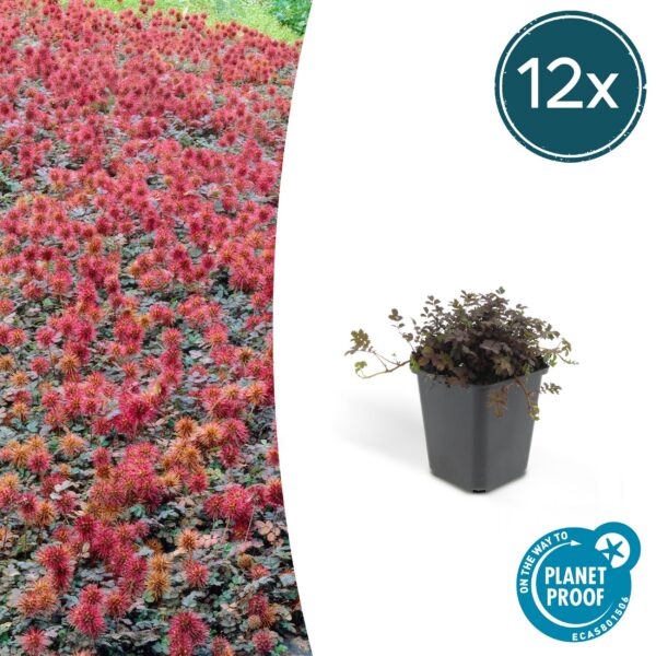 Acaena microphylla 'Kupferteppich' | 12 Stücke