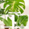 Monstera Deliciosa & Alocasia Zebrina & Strelitzia Nicolai