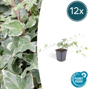 Hedera helix 'Glacier' | 12 Stücke