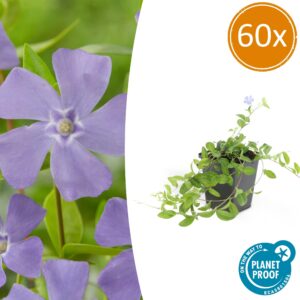 c1c47a15ce6b4b31b5a704b4b609e1cf0533f4f89dda401db03cec5a1ed6b0a7.jpg Vinca minor | 60 Stücke