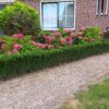 Euonymus japonicus 'Green Spire' | 6 Stücke