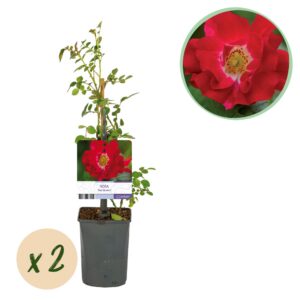 c4cf501a6e474d87bd1bcfba5fd24834adb8ee1d32cf4dd2a947c729482080c4.jpg Kletterrose - Rosa Red Queen - Blüte Rot - Geringer Pflegeaufwand - 2 Pflanzen