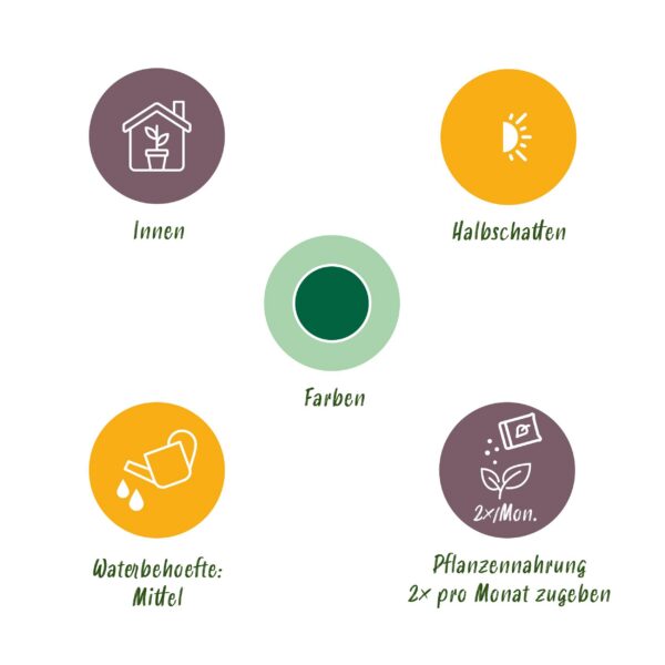 Pachira Aquatica geflochtener Stamm - Geldbaum - Pflegeleicht - Grün