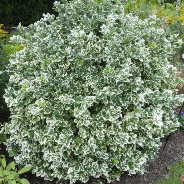 Euonymus fortunei 'Emerald 'n Gaity' | 60 Stücke