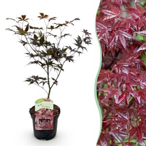 c7629aef474a472fb4b0a5177e82497dbff2143835f9493eb11bb42c5402f53e.jpg Terrassenpflanze - Japanischer Ahorn - Acer palmatum Sangokaku - Grün - 1 Pflanze - Laubabwerfend