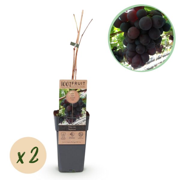 Obstpflanze - Lila Traube - Vitis vinifera Vanessa - Kernlos - 2 Pflanzen