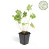 Geranium Rozanne | 12 Stücke