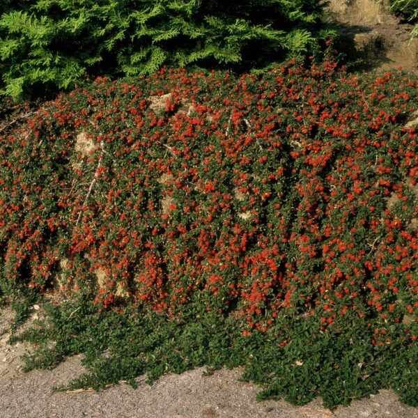 Cotoneaster prostratus 'Queen of Carpets' | 6 Stücke