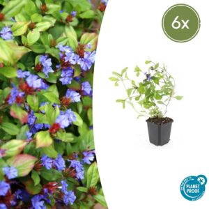 Ceratostigma plumbaginoides | 6 Stücke