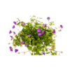 Geranium Rozanne - lila Blüten