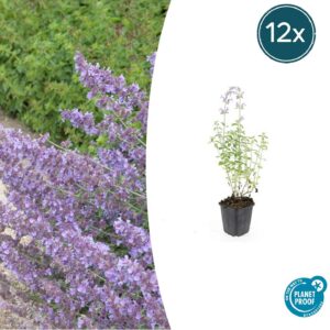 Nepeta 'Walker's Low' | 12 Stücke