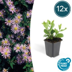 Aster ageratoides 'Asran' | 12 Stücke