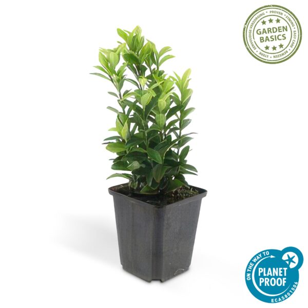 Euonymus japonicus 'Green Spire' | 12 Stücke
