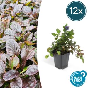 Ajuga reptans | 12 Stücke