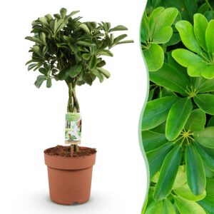 daff664dfa184b5a816cd297e55d71017a0a0589958949b99b3ba07c9bc88bb5.jpg Schefflera Nora - Fingerbaum - Pflegeleicht - Grün