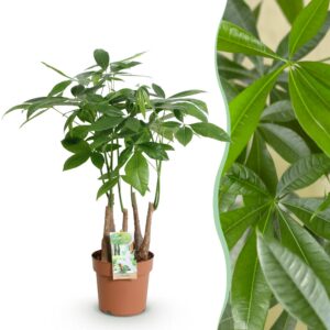 dddb83d464e446c89ef3ae191e97f0650964e737fbb94ad0b676f92e0ea5d40c.jpg Pachira Aquatica mehrstämmig - Geldbaum - Pflegeleicht - Grün
