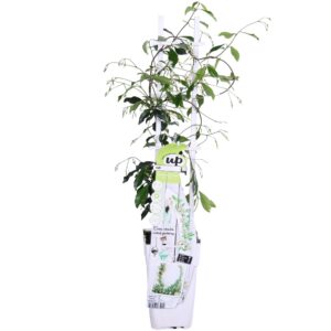 df0bd60dd68a4971bb954ff31b7cbc4029cdce3d585a4230b73f3f66700a5687.jpg Trachelospermum 'Star of Venice' - Toskanischer Jasmin Weiß