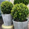 dfaac294879048259a16863ac1e7644c1f09e3c54bc64a06a5e04982d726a50b.jpg Ilex crenata 'Jenny' bol im houten Topf | 2 Stücke