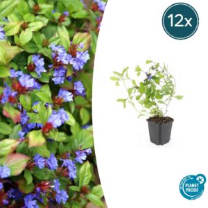 Ceratostigma plumbaginoides | 12 Stücke