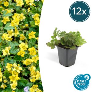 e2d2bcfc05d54accbf6ad0564dfdb0a1a5be9d8ce0c745d1abf58861b92f5486.jpg Waldsteinia ternata | 12 Stücke