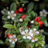 Cotoneaster dammeri | 12 Stücke