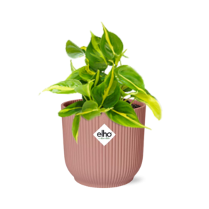 e3c6e969b14945fdb0698d92c2799923de710ad13f1c4318bceecbd51c40c5d7.png Philodendron Scandens 'Brasil' in ELHO Vibes Fold rosa