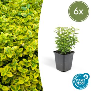 Euonymus fortunei 'Emerald 'n Gold’ | 6 Stücke