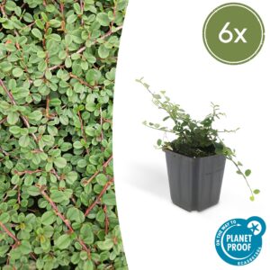 Cotoneaster prostratus 'Queen of Carpets' | 6 Stücke