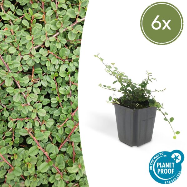 Cotoneaster prostratus 'Queen of Carpets' | 6 Stücke