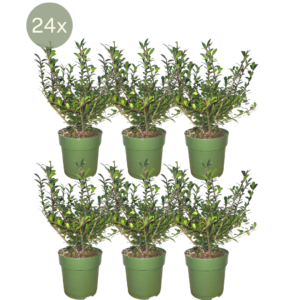 Ilex crenata 'Jenny' | 24 Stücke