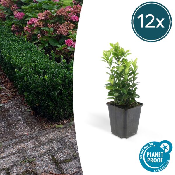 Euonymus japonicus 'Green Spire' | 12 Stücke