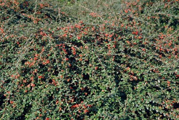 Cotoneaster suecicus 'Coral Beauty' | 6 Stücke
