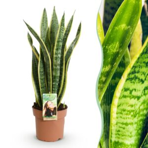 e93f958ec9a141bf86f9b0eced3de8476ca4df8a2e014cab8f06dd4f901b5ca3.jpg Sansevieria Laurentii - Weibliche Zunge - Pflegeleicht - Grün