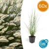 Pennisetum alopecuroides 'Hameln' | 60 Stücke