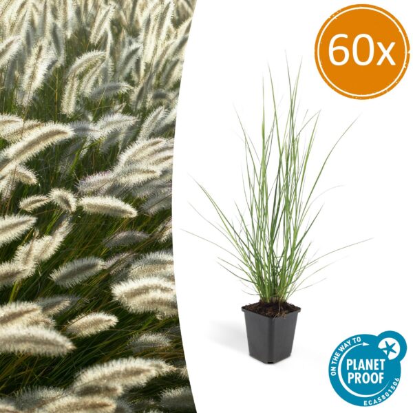 Pennisetum alopecuroides 'Hameln' | 60 Stücke