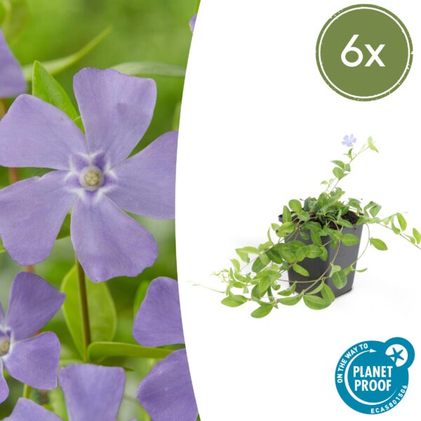 Vinca minor | 6 Stücke