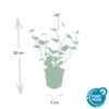 eef9cc8c02c64bba8622e33e23346f46d1ebaa30371844c9a41809d1ff430eb9.jpg Hedera Hibernica | 60 Stücke