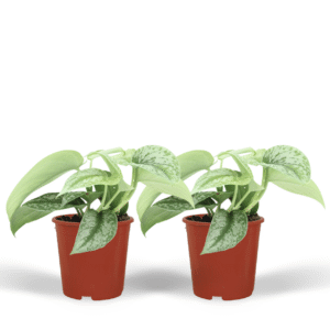 Scindapsus Pictus Trebie - Epipremnum | 2 Stück